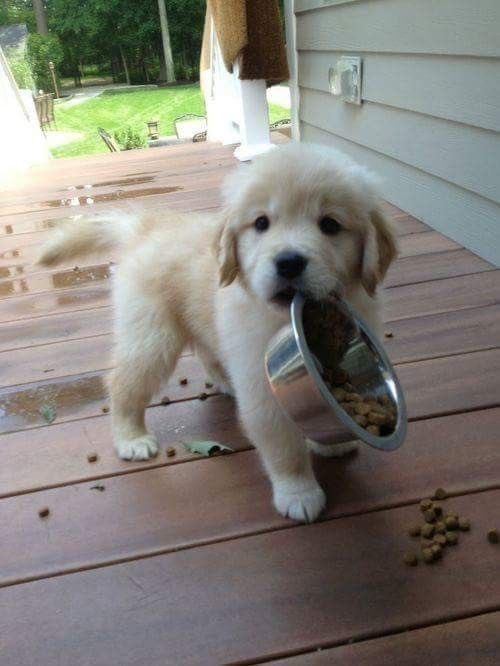 💖 (@twaniimals) on Twitter photo 