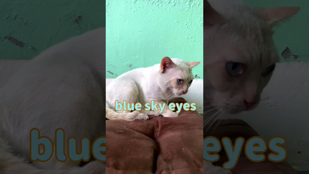 MeowMoeDotCom's tweet photo. blue sky eyes
https://t.co/VXmFWvZJZ3
#DwarfCat #Neko #ThaiCat #เนเธกเธง #ใใฃใจ่ตคใกใใใฎ็ซ #ใฟใค็ซ #ใใใใณ #ใใฏใผใใญใฃใใ #ใใณใญใใผใบ https://t.co/JCjNxc9NDs