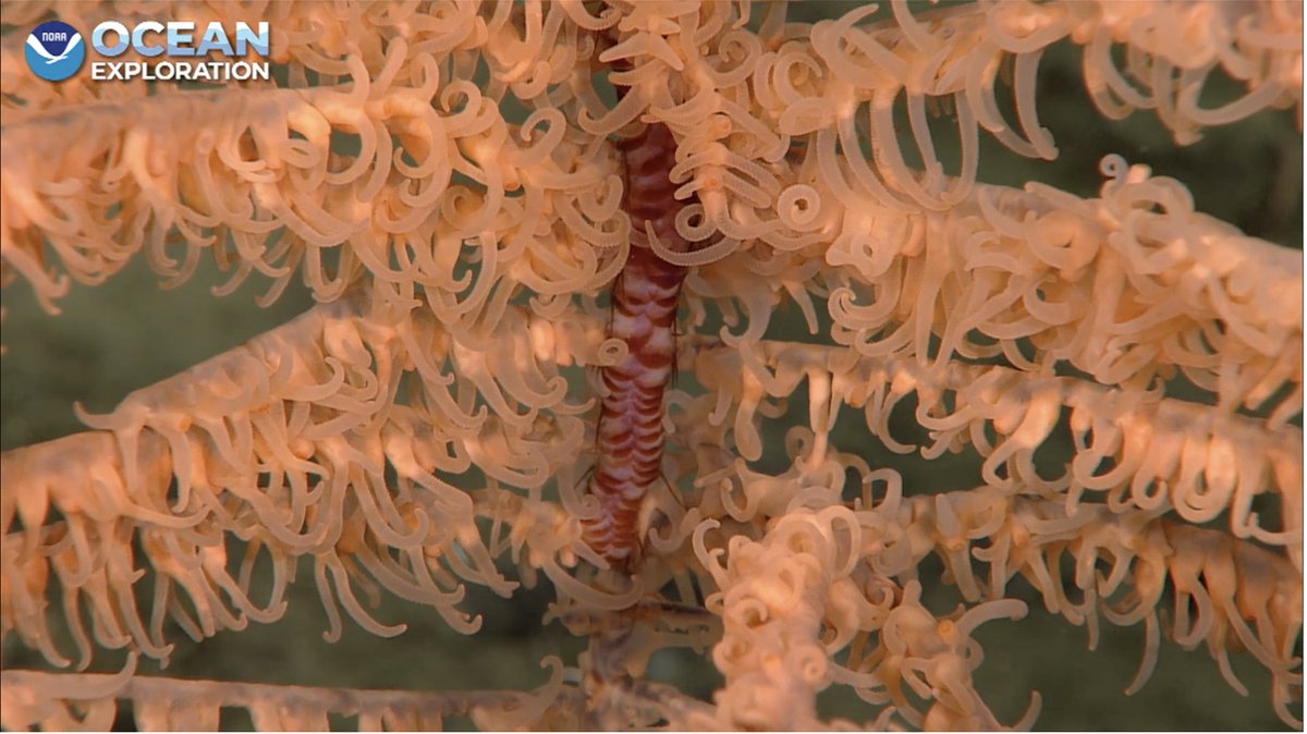 Christopher Mah, @echinoblog.bsky.social tweet media