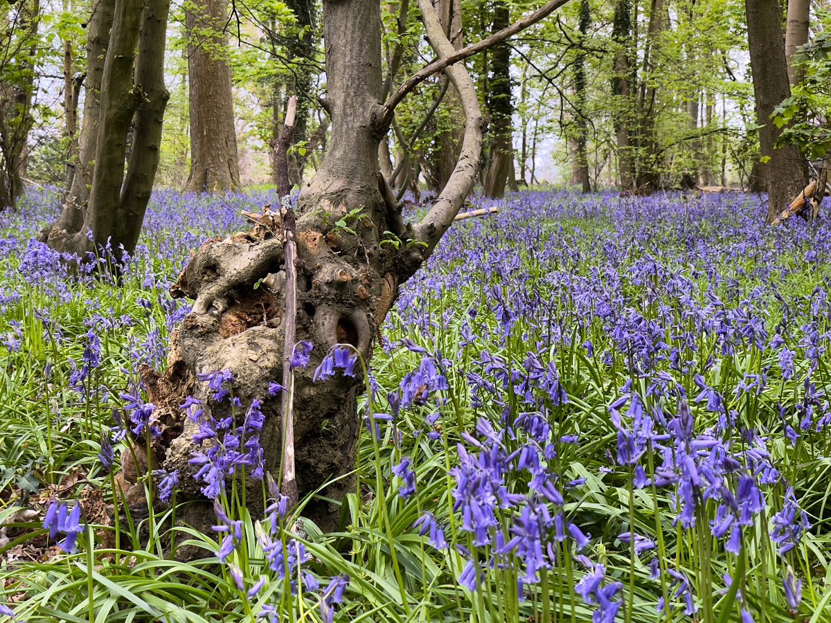 Bluebells.

#bluebells #blue #bells #flowers #wildflowers #flower #wild #woods #woodland #tree #trees #herts #hertslife #april #springflowers #spring #carpetofflowers #carpet #nature #Tranquility #TranquilScene #Outdoors #Plant #Growth