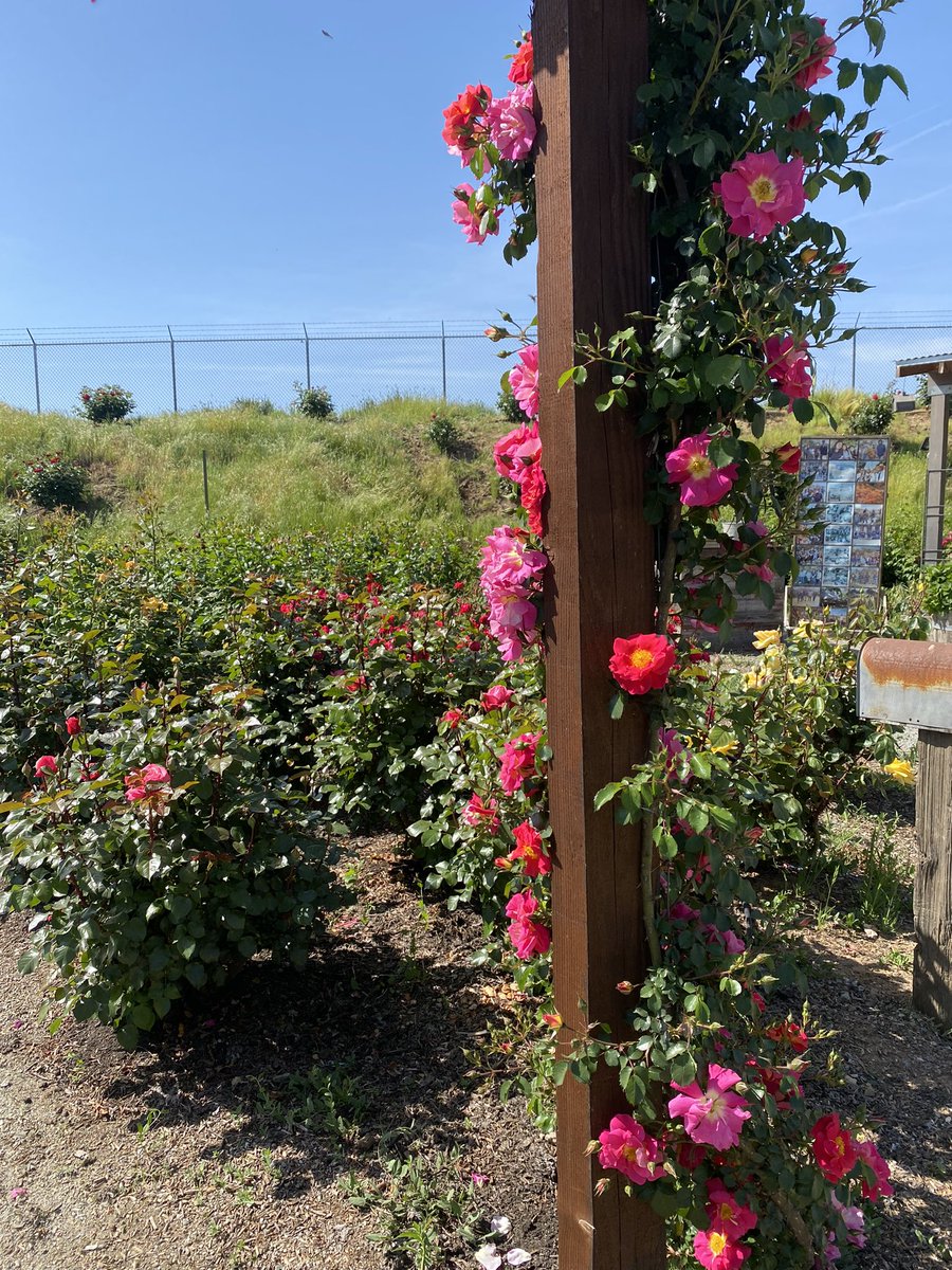 Rachel Surls tweet media