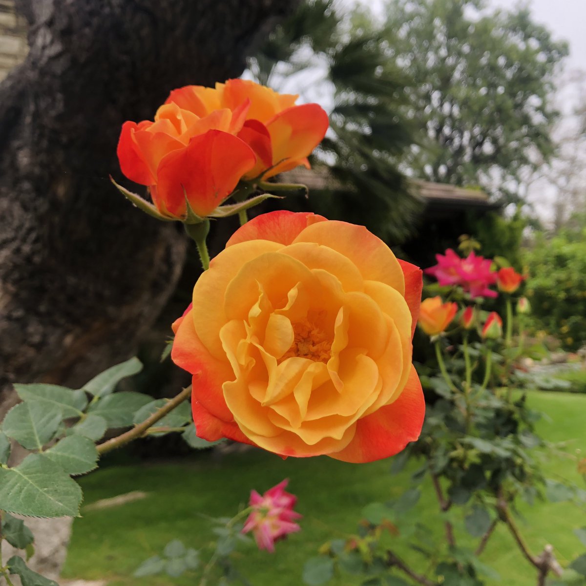 ICFNtv's tweet image. May flowers bloom where tears have been shed. People may forget, but God always remembers. The Lord is our righteous vindicator and mighty deliverer. There is no brokenness that He cannot mend and no pain that He cannot heal. 🌹🇦🇲🙏🏼 #ArmenianGenocide1915 #GodSees #108Years