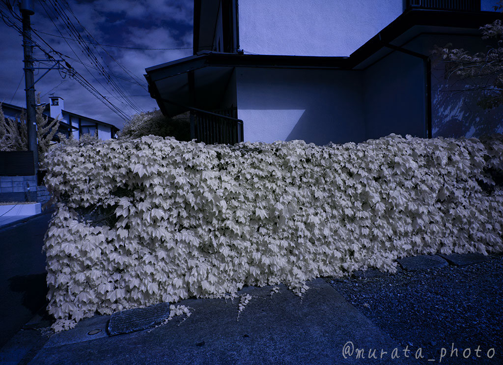 murata_photo's tweet image. そうそう、今、何を悩んでるって、ColorSwapってそもそも#IRなんだっけ？って基本的なところｗ
１枚目がColorSwapして色相を+20したもの。
２枚目が単に色相を-160したもの(1枚目と色相が180度違うのがポイント！)
３枚目が原画と言うか、現像だけしたもの。
#ColorSwap #カラースワップ