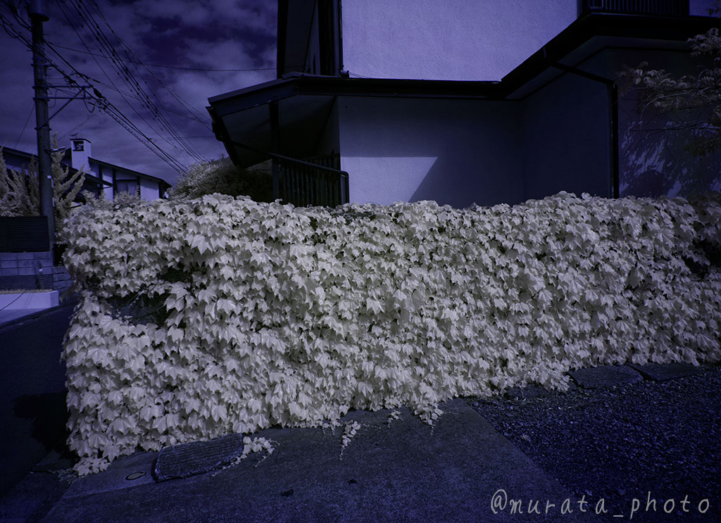 murata_photo's tweet image. そうそう、今、何を悩んでるって、ColorSwapってそもそも#IRなんだっけ？って基本的なところｗ
１枚目がColorSwapして色相を+20したもの。
２枚目が単に色相を-160したもの(1枚目と色相が180度違うのがポイント！)
３枚目が原画と言うか、現像だけしたもの。
#ColorSwap #カラースワップ