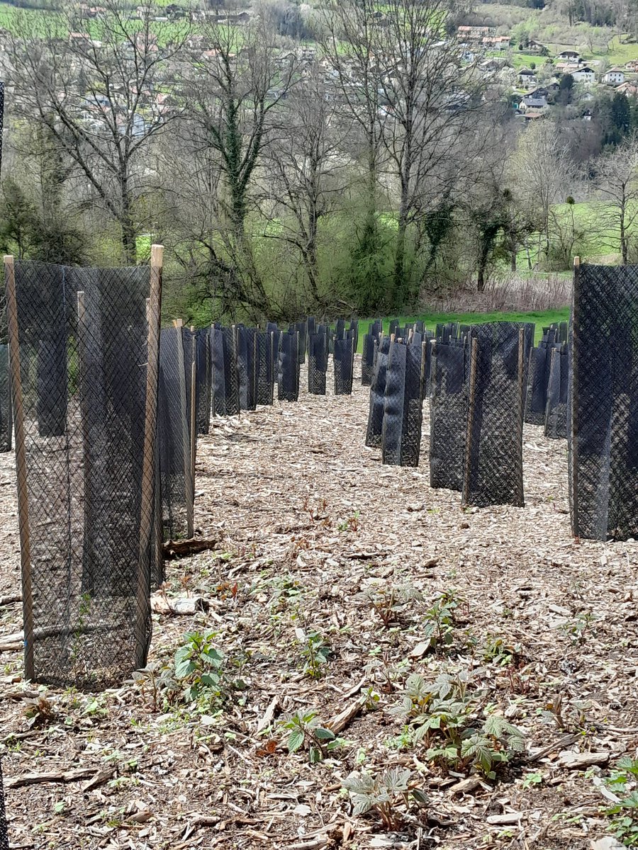XavierNicot's tweet photo. Sécheresse et scolytes, les forêts d'épicéas des montagnes de @Dep_74 souffrent ! Avec l'aide de Plan de Relance et de la pugnacité du forestier, la forêt se prépare ! 
Demain prend racine aujourd'hui !
#mélèze #chêne #érables #pommiers #douglas 
Forêt de Viuz en sallaz https://t.co/w9SmHdnjE9