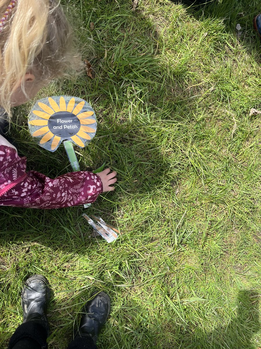 HighViewY1's tweet image. We identified many different types of flowers and leaves from trees.