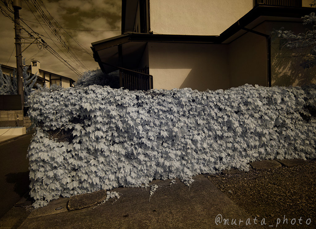 murata_photo's tweet image. そうそう、今、何を悩んでるって、ColorSwapってそもそも#IRなんだっけ？って基本的なところｗ
１枚目がColorSwapして色相を+20したもの。
２枚目が単に色相を-160したもの(1枚目と色相が180度違うのがポイント！)
３枚目が原画と言うか、現像だけしたもの。
#ColorSwap #カラースワップ