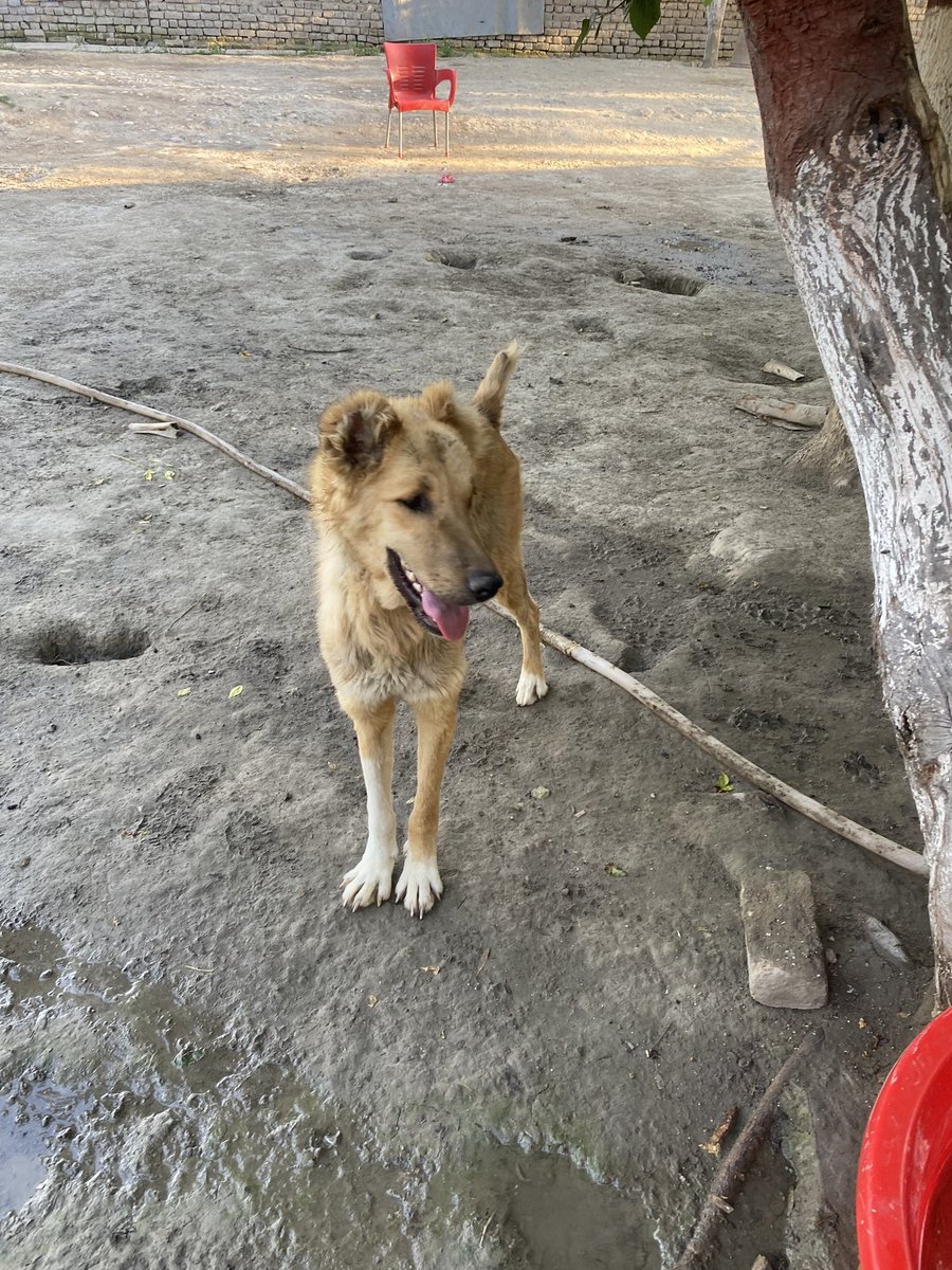 laps_zeba's tweet photo. https://t.co/gdw69hY1HO
Keep Voting for us please(please verify your vote on your email otherwise the vote doesn’t count )We need to win the next round so we can take care of more animals like Laya 🙏🙏🙏
#vote #animalshelter #fundraiser #dogsoffacebook #rescuedogs #streetsogs https://t.co/ewumD0oLG1