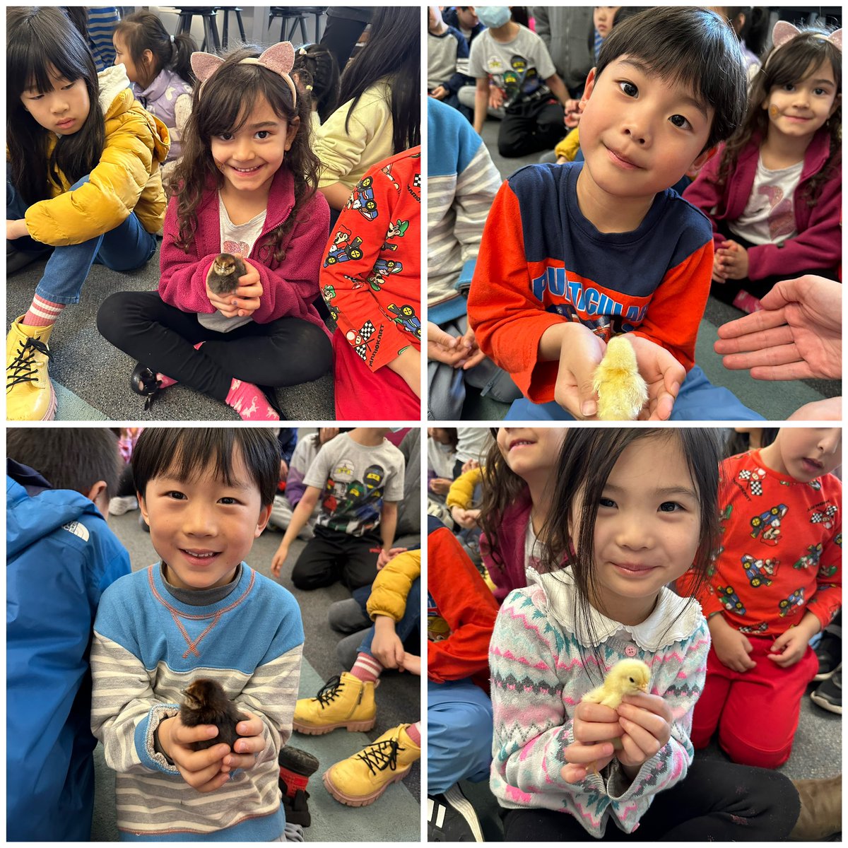 Lots of excitement in K today that our chicks hatched over the weekend! We can’t wait to snuggle and love them all week! <a href="/westcot_school/">Westcot School</a>