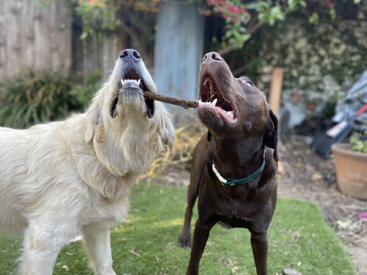 MeetMaxie's tweet photo. Maxie and Charlie ❤️❤️❤️ https://t.co/AWEXJm7XHl