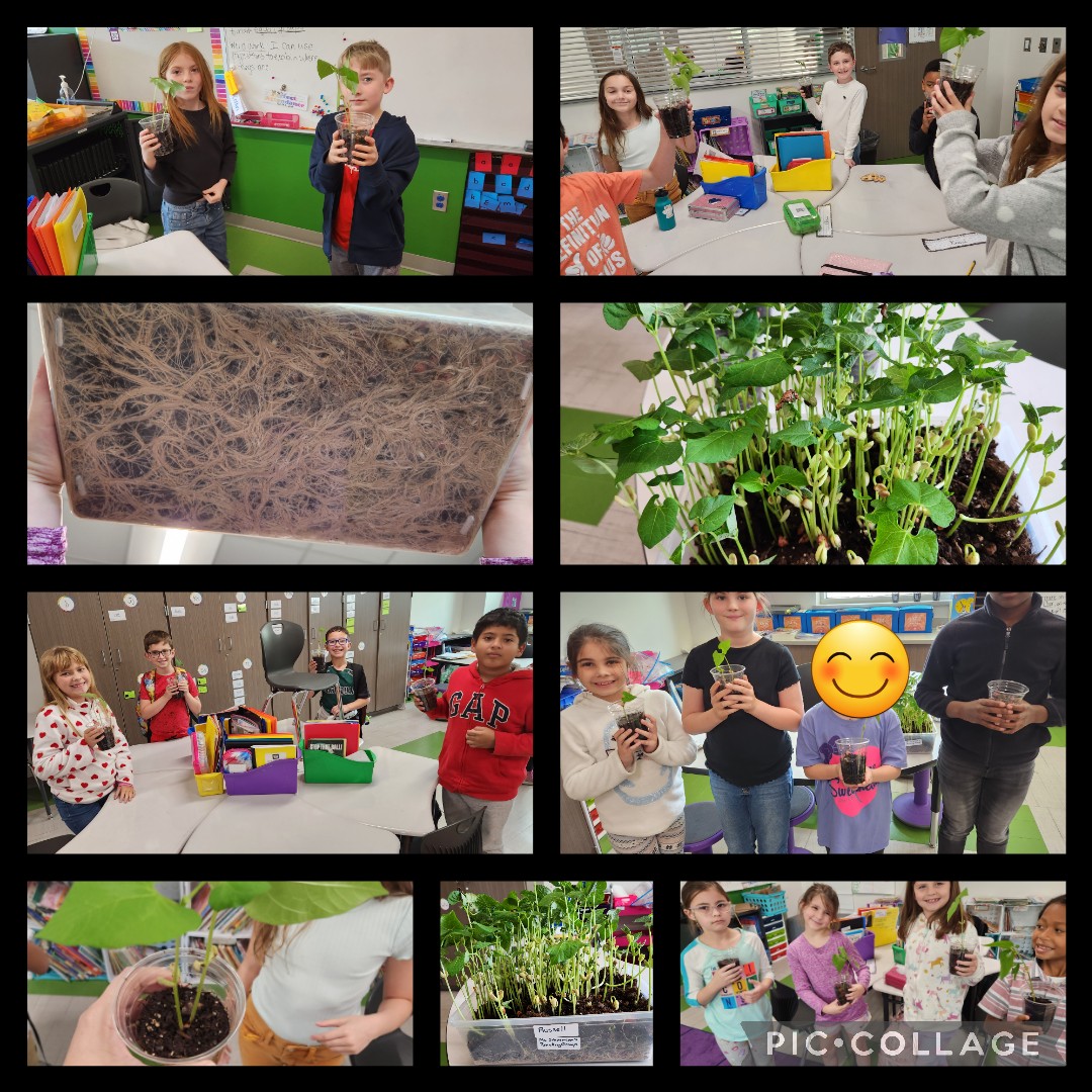 SusanRussell07's tweet photo. Learning about parts of a plant.  We had a discussion about why some plants didn't grow.  Do you know what a plant needs to grow?  What are the parts of a plant &amp; their purpose?  We know🙂@WISDLagway @WillisSchools #sciencerocks https://t.co/jLApbCXJAw