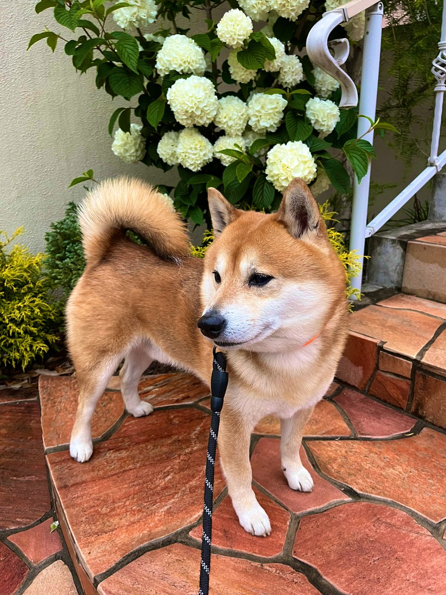 #紫陽花 #花 #写真
#柴犬 #shibainu #犬 #dogs

元気出していきましょう！