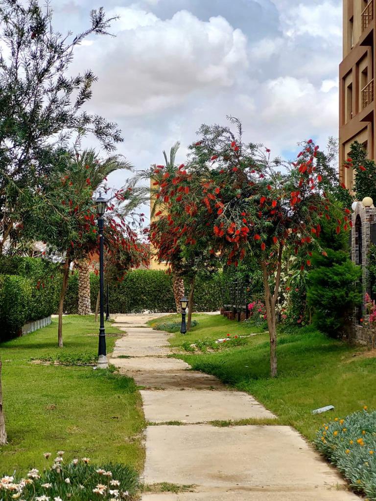 PalmsDegla's tweet photo. #دجلةبالمز #معمارالمرشدى #deglapalms #memaaralmorshedy https://t.co/VPEm7XXjyR