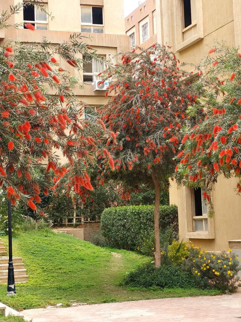 PalmsDegla's tweet photo. #دجلةبالمز #معمارالمرشدى #deglapalms #memaaralmorshedy https://t.co/elGA1vXSvE