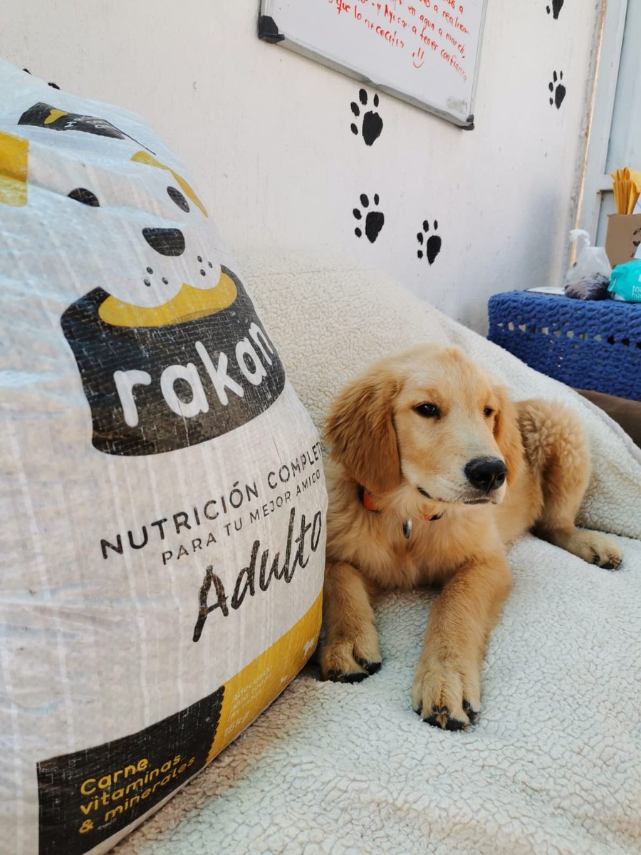 🏆 1) Croquetas a la Nounish, with 38 votes

Tldr
Media tonelada (500kg) de croquetas por Nouns a albergues de animales en GDL.

By <a href="/Lomitos_io/">Lomitos.io 🐾</a> 

prop.house/nouns-amigos/r…