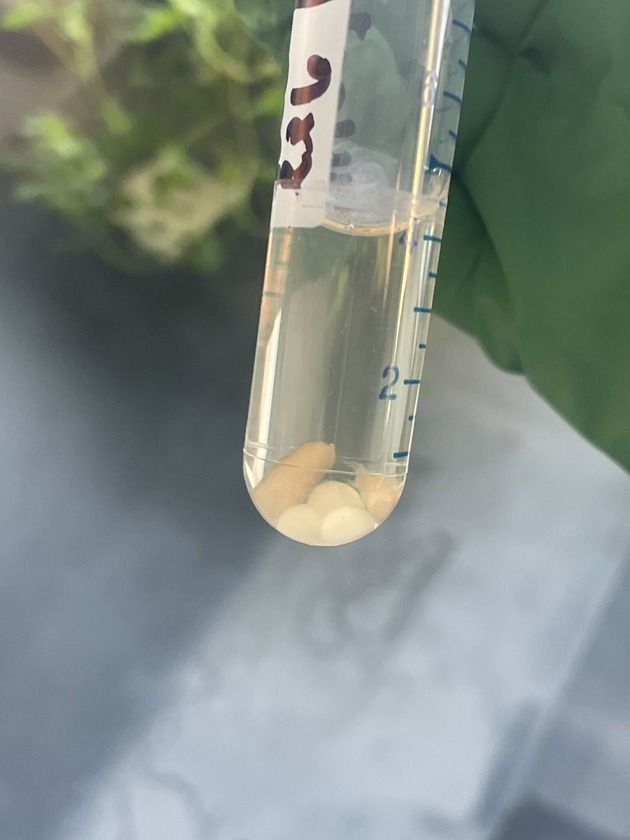 allis🦠n ✨🇺🇸➡️🇯🇵 tweet media