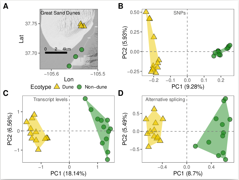 New preprint! Recent local adaptation with gene flow in Great Sand Dunes (GSD) sunflowers is accompanied by strong divergence in both transcript levels and alternative splicing: biorxiv.org/content/10.110…