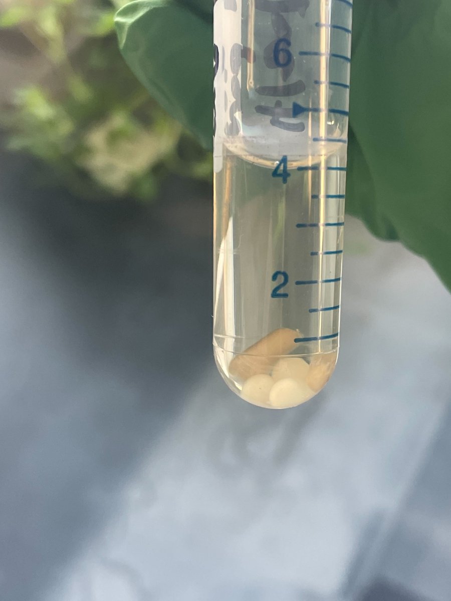 allis🦠n ✨🇺🇸➡️🇯🇵 tweet media