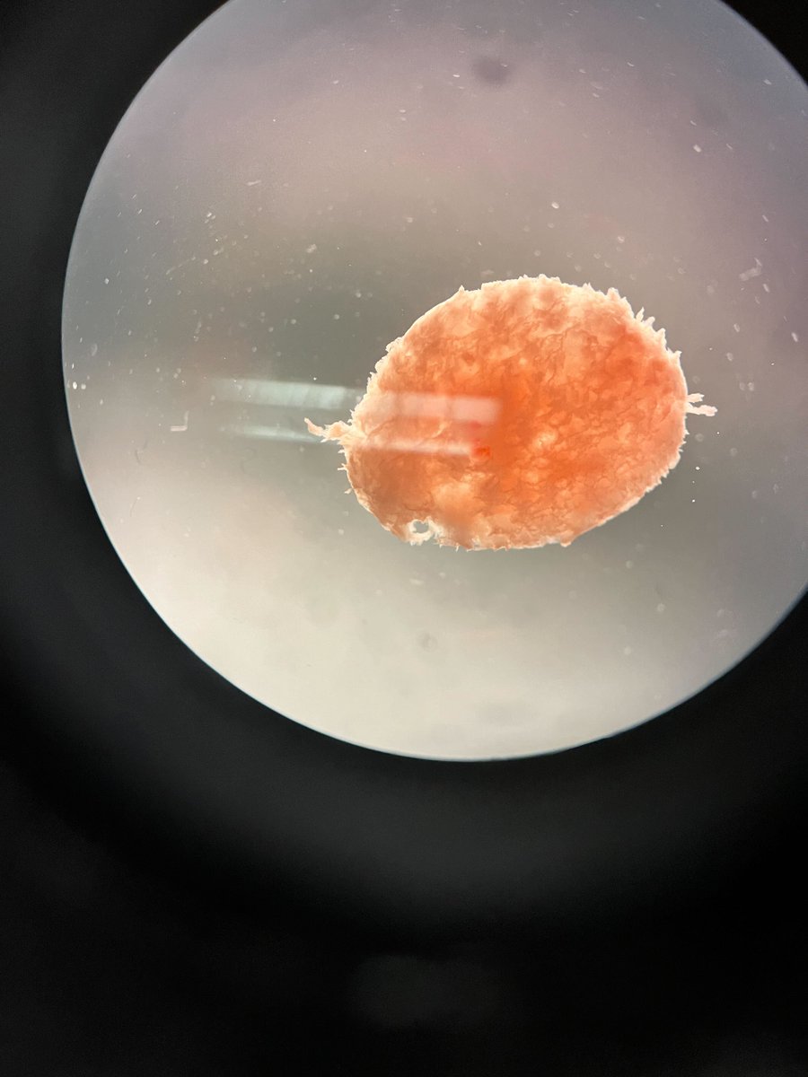 allis🦠n ✨🇺🇸➡️🇯🇵 tweet media