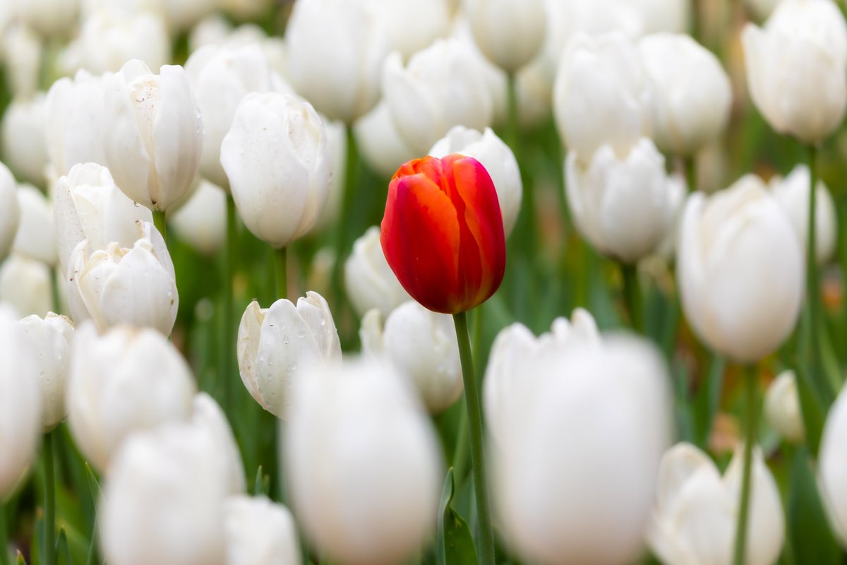 jacqniv's tweet photo. Descanso Gardens ππΉπ· #descansogardens #flowers #tulips #discoverla #caliexplored #canon #californiaexplored #canon_photos #canonbringit #teamcanon #canonusa #mycanonstory π· https://t.co/DCDQ1uyj7C