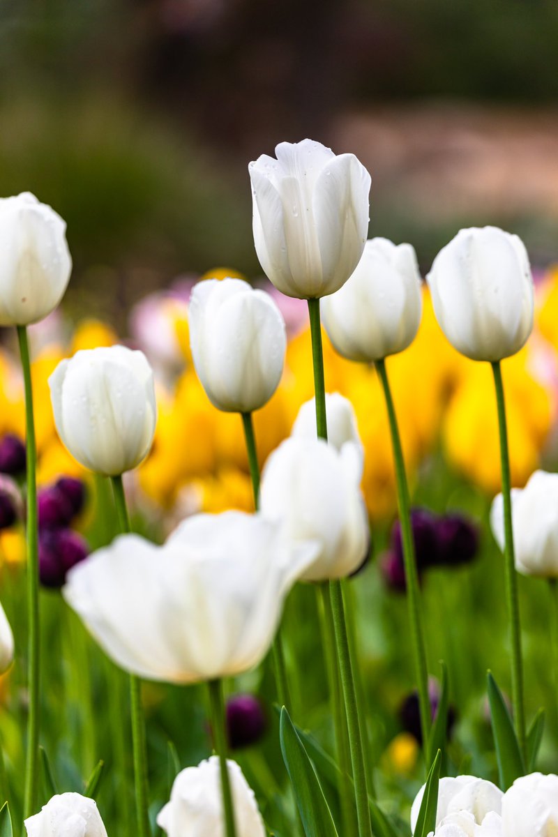 Descanso Gardens 💐🌹🌷 #descansogardens #flowers #tulips #discoverla #caliexplored #canon #californiaexplored #canon_photos #canonbringit #teamcanon #canonusa #mycanonstory 📷