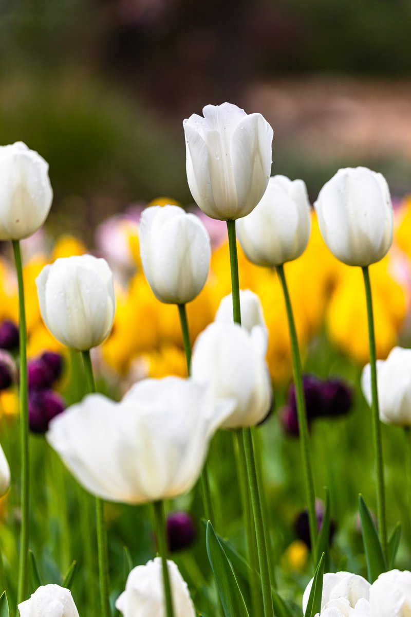 jacqniv's tweet photo. Descanso Gardens ππΉπ· #descansogardens #flowers #tulips #discoverla #caliexplored #canon #californiaexplored #canon_photos #canonbringit #teamcanon #canonusa #mycanonstory π· https://t.co/DCDQ1uyj7C