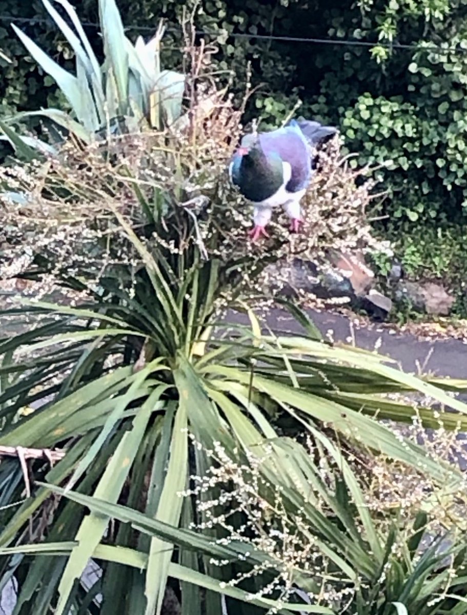 templetonf's tweet photo. Feasting and swaying on #cabbagetree #tīkōuka this morning - the little white trousers though 🥰#kererū #NewZealand #woodpigeon https://t.co/rseUWtgS5c