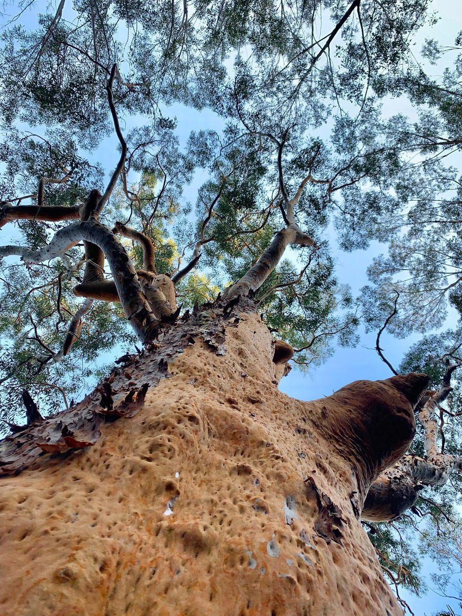 Here's a chunky Angophora costata, Sydney Red Gum, tree hug for #thicktrunktuesday 

#eucbeaut #trees #nature #WildOz
