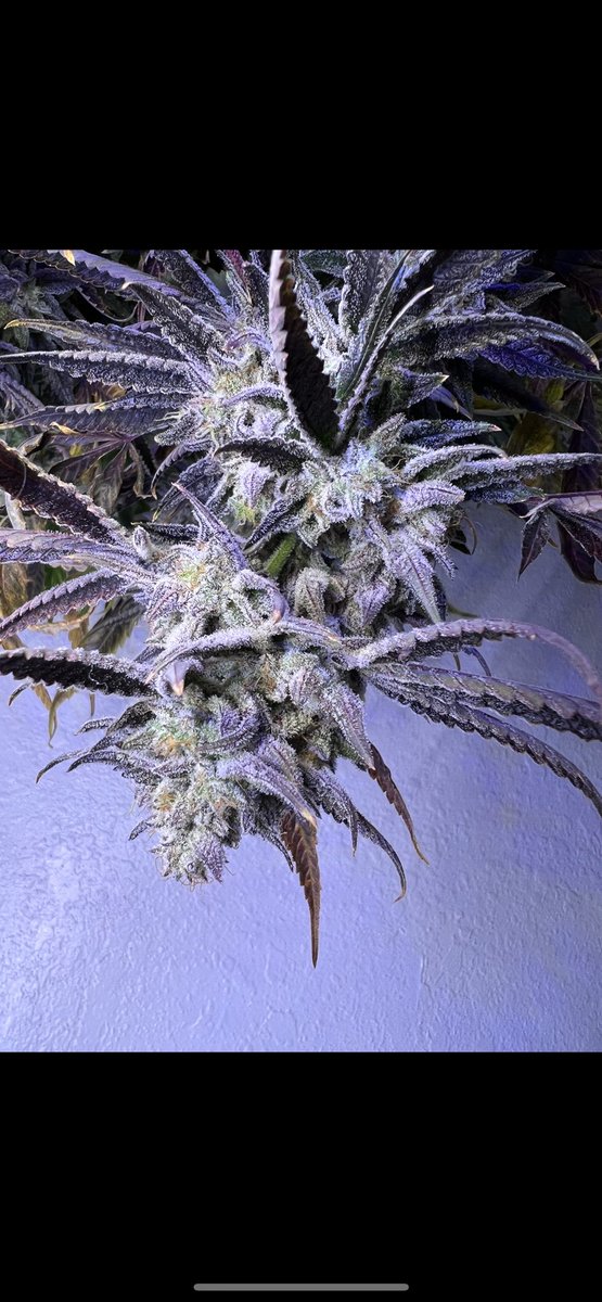 Lil bit of private selection, cordial cherriez