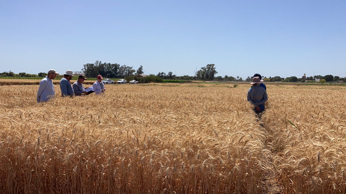 Francisco Piñera tweet media