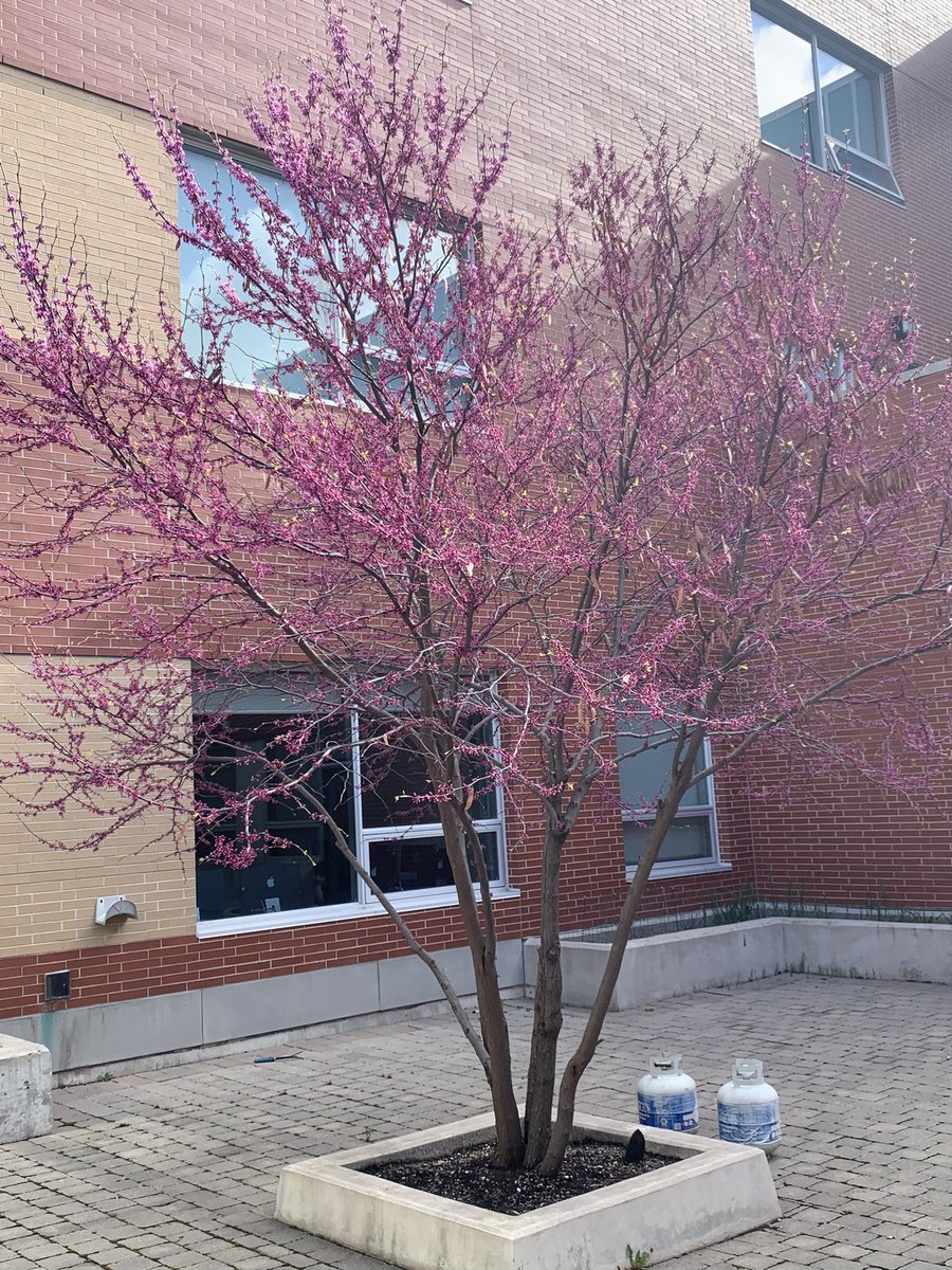 Sherry Dalcin (@sherrydalcin) on Twitter photo This beauty located in one of the internal patios at Castlebrooke Secondary School. #springishere <a href="/castlebrookess/">CastlebrookeSS</a> <a href="/PeelSchools/">Peel District School Board</a> This beauty located in one of the internal patios at Castlebrooke Secondary School. #springishere <a href="/castlebrookess/">CastlebrookeSS</a> <a href="/PeelSchools/">Peel District School Board</a>