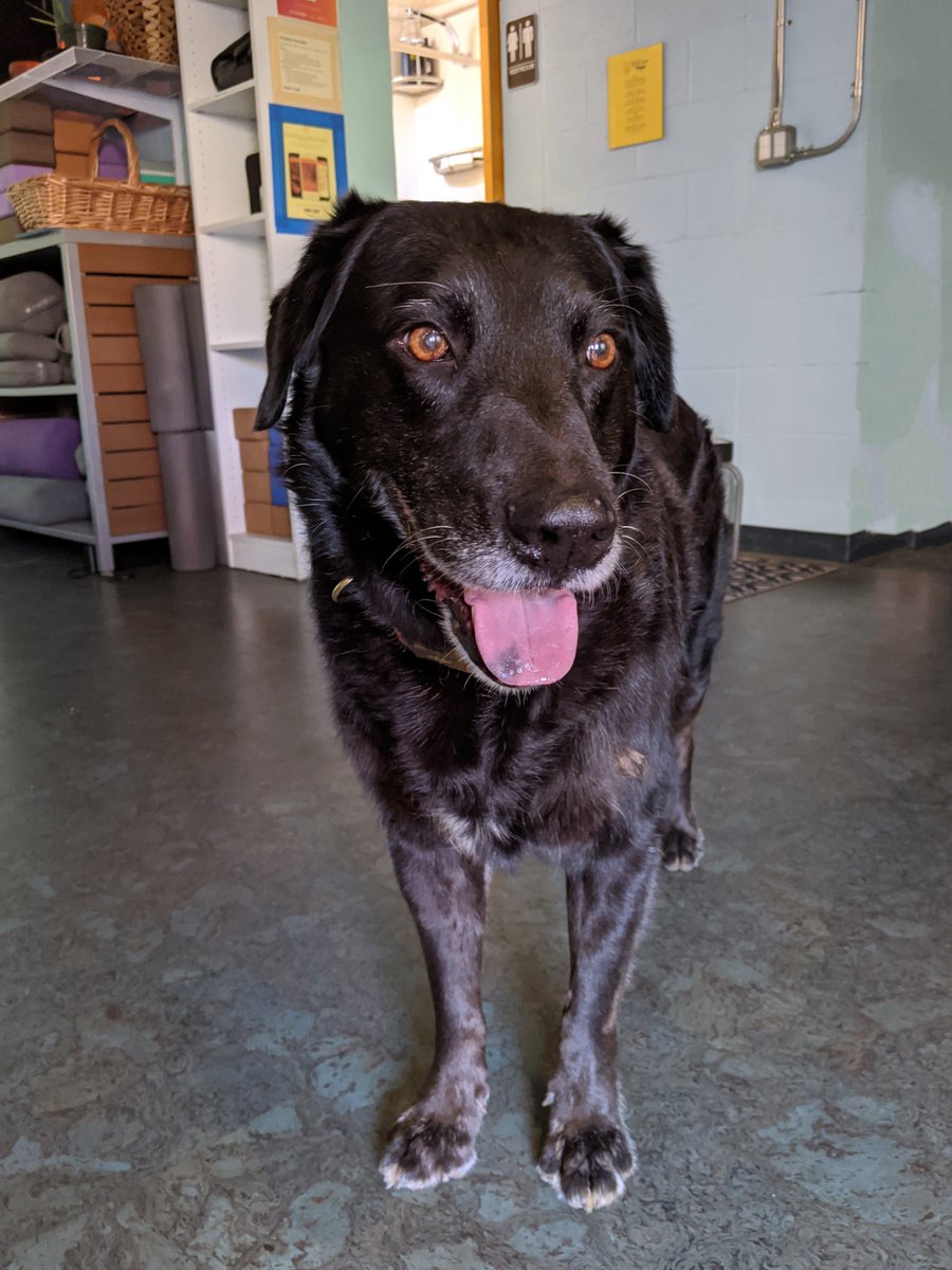 HikinaYoga's tweet image. Dogs stand in mountain pose naturally. They are yoga pros. They find their center and live in the now. That’s why they are so happy. Be like a dog in tadasana. Feel the yoga magic. Woof! 🐶🧘‍♂️ #yogadog #mountainpose #tadasana #yogamagic