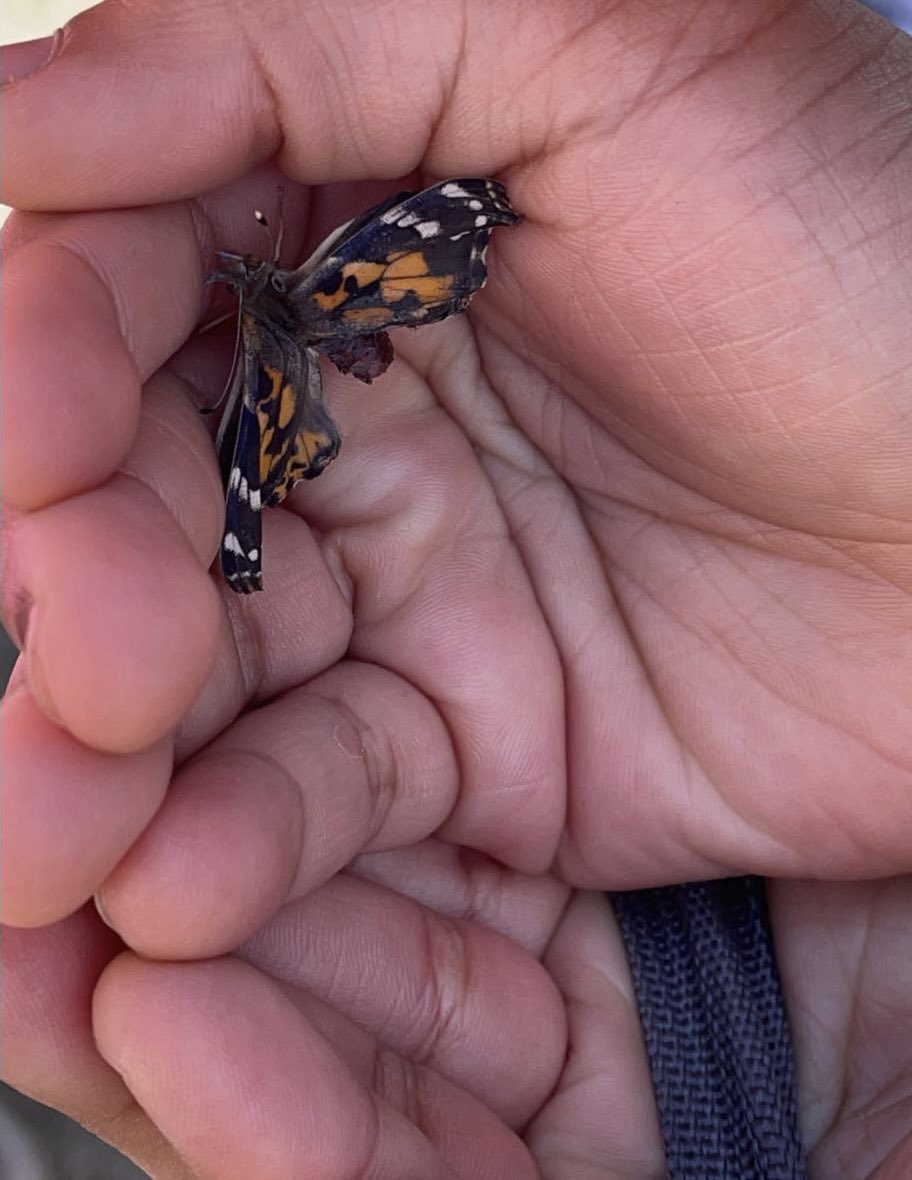 LDZ5thGrade's tweet photo. 5th Grade Butterflies hatched &amp; getting released. 

Mariposas de 5to grado eclosionaron y fueron liberadas.
@LDZEagles @LDZ_Principal https://t.co/PG40yFPWzp