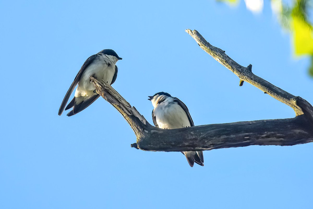 gigi_nyc's tweet image. Were they catching up on the latest news? A brief rest fr chasing flying insects for these tree swallows, high up a tree this morning at Willow Lake. #treeswallow #birdwatching
