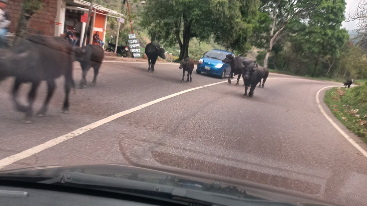 AkqAnna's tweet photo. Los tradicionales búfalos 🐃 que todos los días andan libres por la carretera vía a #Capacho entre #elmirador #zorca y #campoc
@EDWINAYOLA
@JorgeArrietaFM
@roshernandez
@lorearraiz
@lorebornacelly
@TachiraNoticias https://t.co/D8ETc12NRk
