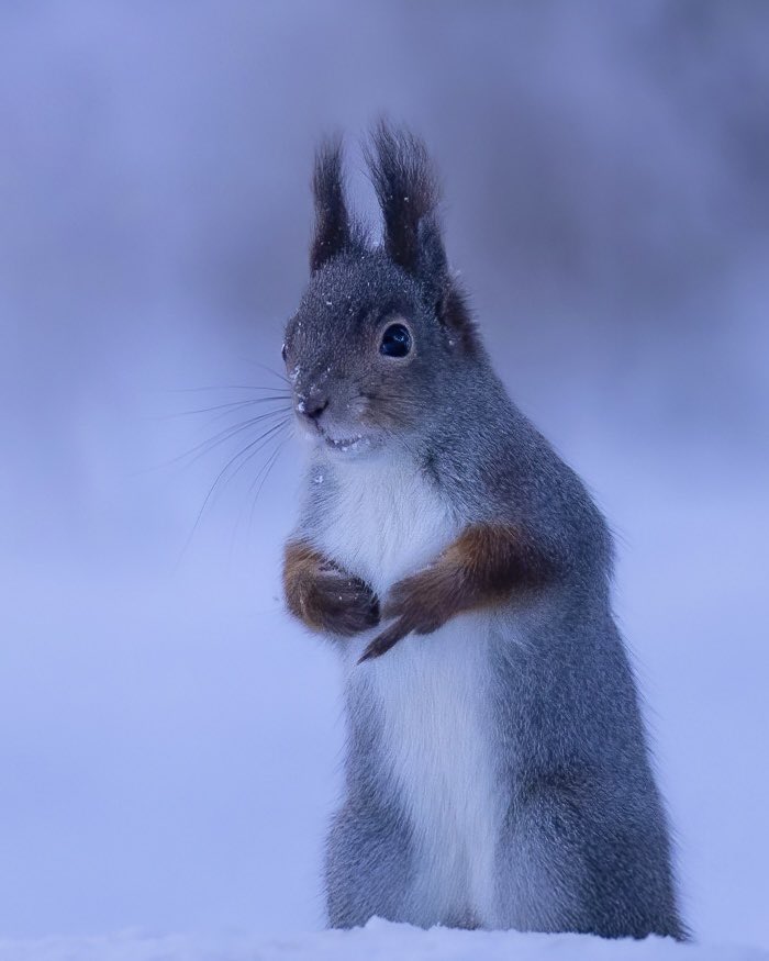 Sometimes the squirrels don’t want their photos taken…