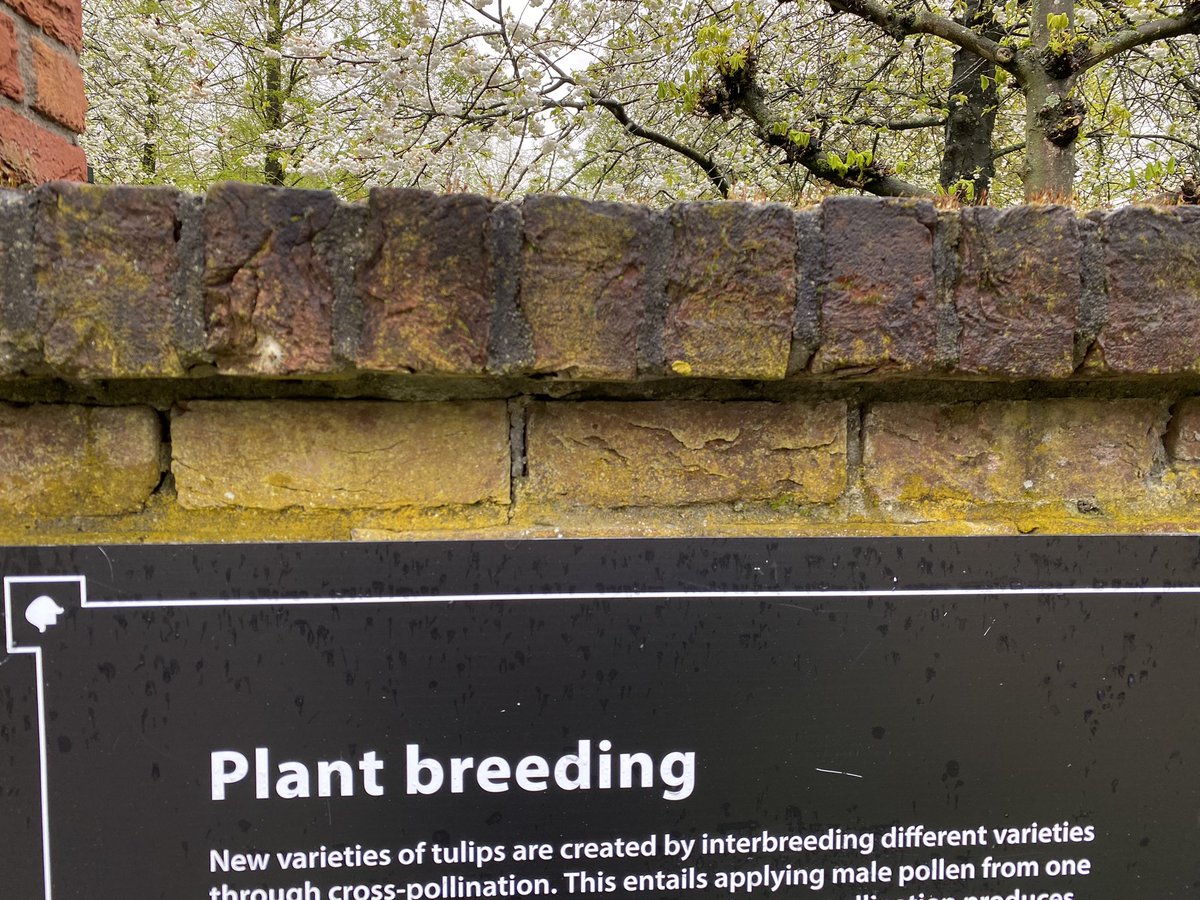 _jeanjack's tweet photo. I spent a (rainy and cold) day in the #Keukenhof and came away with these pictures of #pottiaceae mosses and assorted algae. The #tulips, #narcissus, and other flowers were also beautiful though not pictured here. https://t.co/ogo1w5Otro