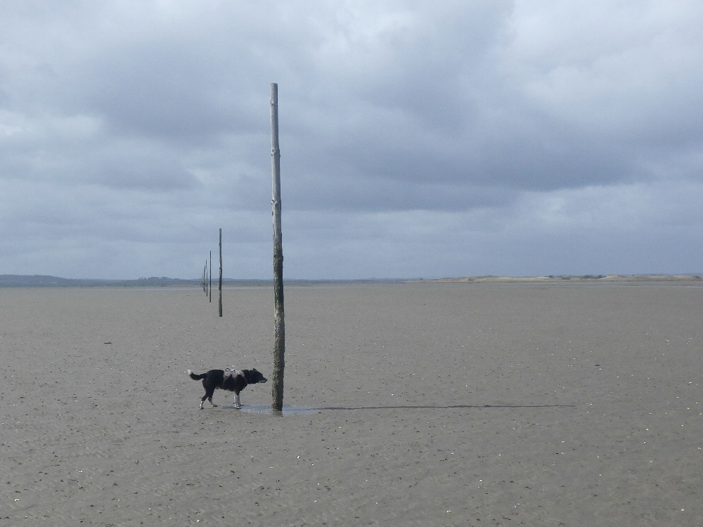 KnipeMike's tweet image. Pilgrims route to Lindisfarne (actually, from cos the water was too deep at first) LTD mainly walked to heel across the vast sands. Daft dog. He did do a few zoomies at first then he just couldn't be arsed....