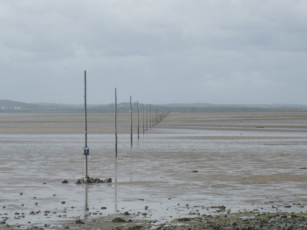 KnipeMike's tweet image. Pilgrims route to Lindisfarne (actually, from cos the water was too deep at first) LTD mainly walked to heel across the vast sands. Daft dog. He did do a few zoomies at first then he just couldn't be arsed....