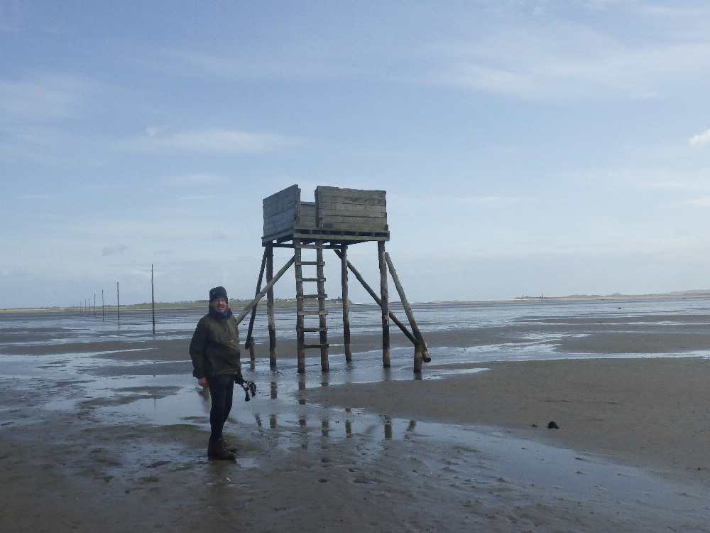 KnipeMike's tweet image. Pilgrims route to Lindisfarne (actually, from cos the water was too deep at first) LTD mainly walked to heel across the vast sands. Daft dog. He did do a few zoomies at first then he just couldn't be arsed....