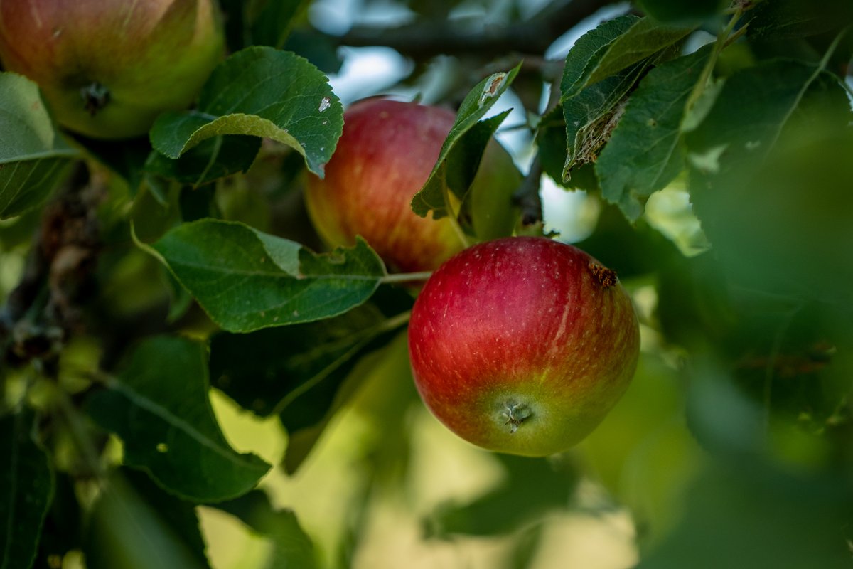 Did you know that we have over 2,500 varieties of #apple in the UK? That means you could eat a different UK variety every day for 6 years! 🍎🍏

Discover your local variety and taste delicious #orchard produce at an #OrchardBlossomDay event near you👇
orchardnetwork.org.uk/orchard-blosso…