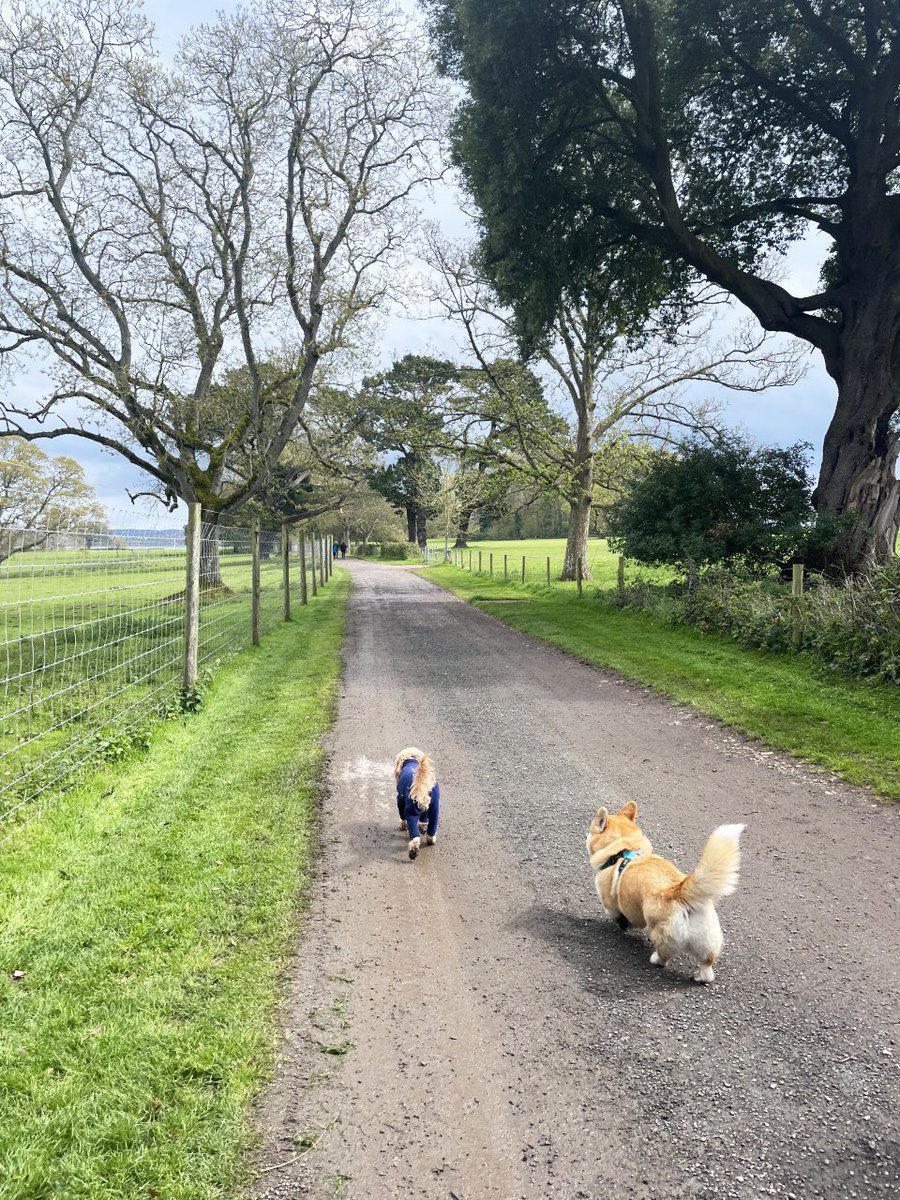 Nice to catch up and meet all my #nhscomms colleagues’ dogs today at our coffee and walk in the lovely grounds <a href="/powderhamcastle/">Powderham Castle</a> 🐾 <a href="/D_AArmstrong/">Danielle Armstrong</a> (with baby), Paul, Emma, Chloe, <a href="/1Legsy/">Peter Leggatt</a> <a href="/Shazzahb/">Sharon Berkhout</a> <a href="/marieanneaugust/">Marie-Anne August</a> <a href="/Laurenamybatten/">Lauren Batten</a> @vwalmesley <a href="/DPT_NHS/">Devon Partnership NHS Trust</a> <a href="/DPT_TALKWORKS/">TALKWORKS (Devon's NHS talking therapies service)</a> @DevonWellbeing