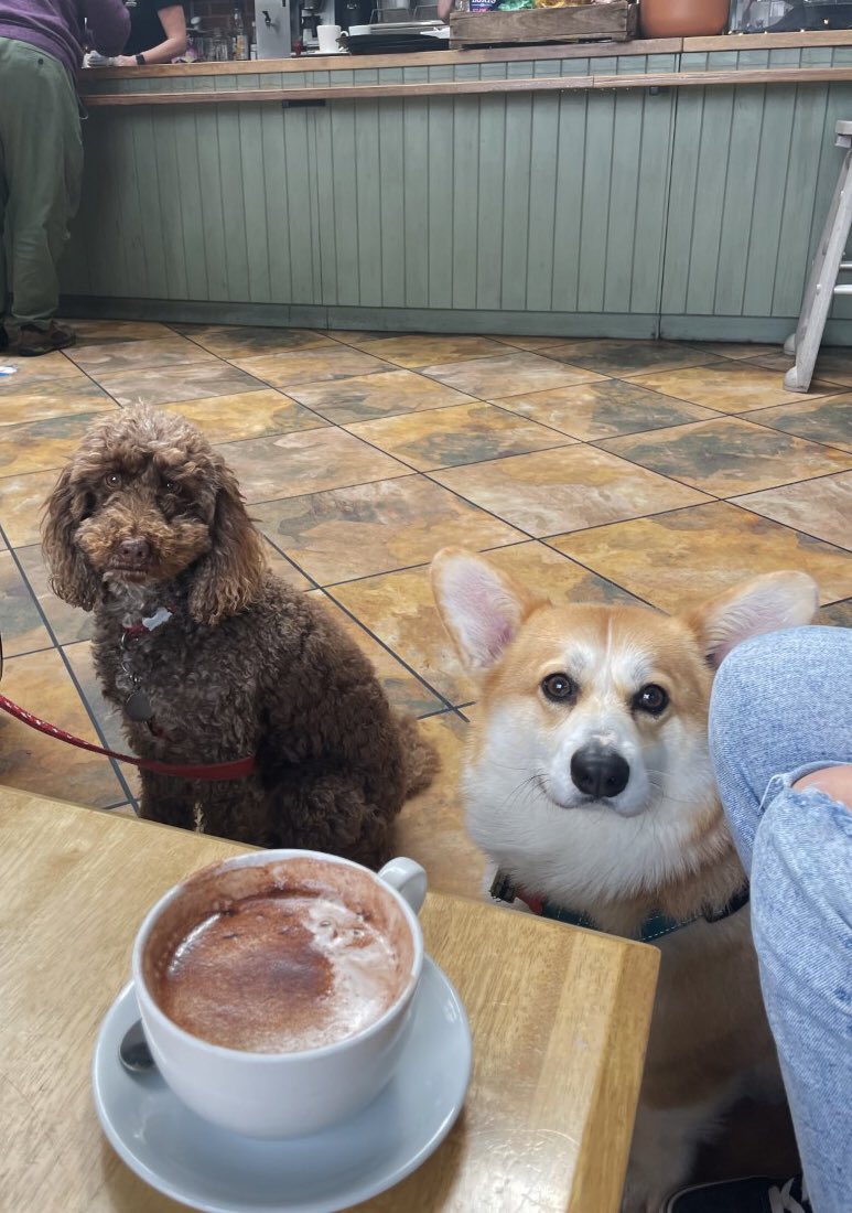 iamdigitalSarah's tweet photo. Nice to catch up and meet all my #nhscomms colleagues’ dogs today at our coffee and walk in the lovely grounds @powderhamcastle 🐾 @D_AArmstrong (with baby), Paul, Emma, Chloe, @1Legsy @Shazzahb @marieanneaugust @Laurenamybatten @vwalmesley @DPT_NHS @DPT_TALKWORKS @DevonWellbeing https://t.co/xlhQje1o4g