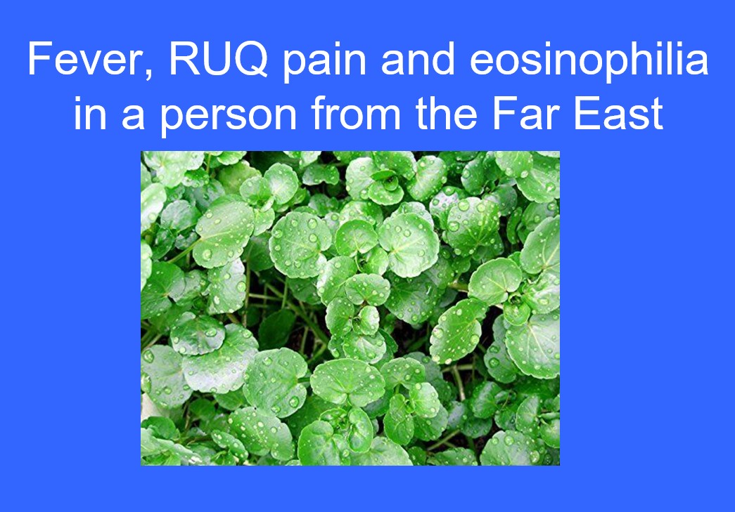 #MayoIDQ #IDBR In the "Battle of the Bugs" at ID Fellows Forum, this was asked under the category of "Fruits and Veggies." What is the answer?
