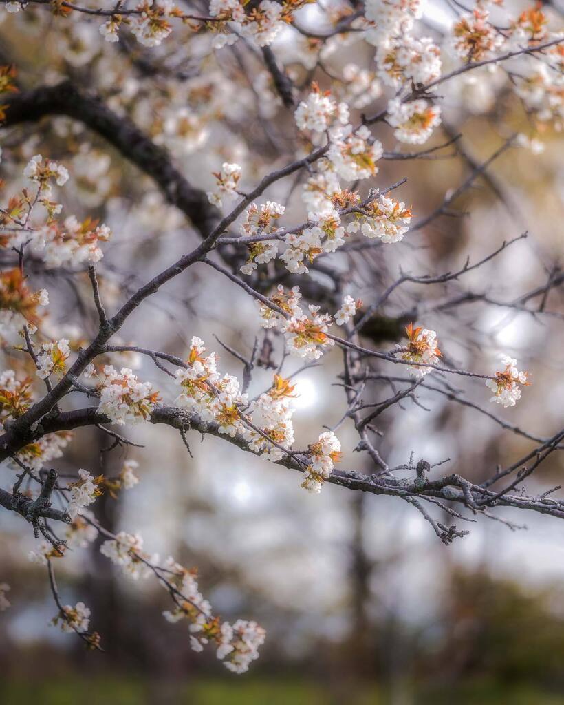 Ode to spring!
.
Just a simple shot…
.
.
#tree_magic #tree_brilliance #tree_captures #planetearth #tree_shotz #tree_brillance #tree_perfection #splendid_earth #nature_worldwide_trees #forest_deepness #divine_forest #ig_shotz_trees #forestbathing #ama… instagr.am/p/CrbyxJ4OuvQ/