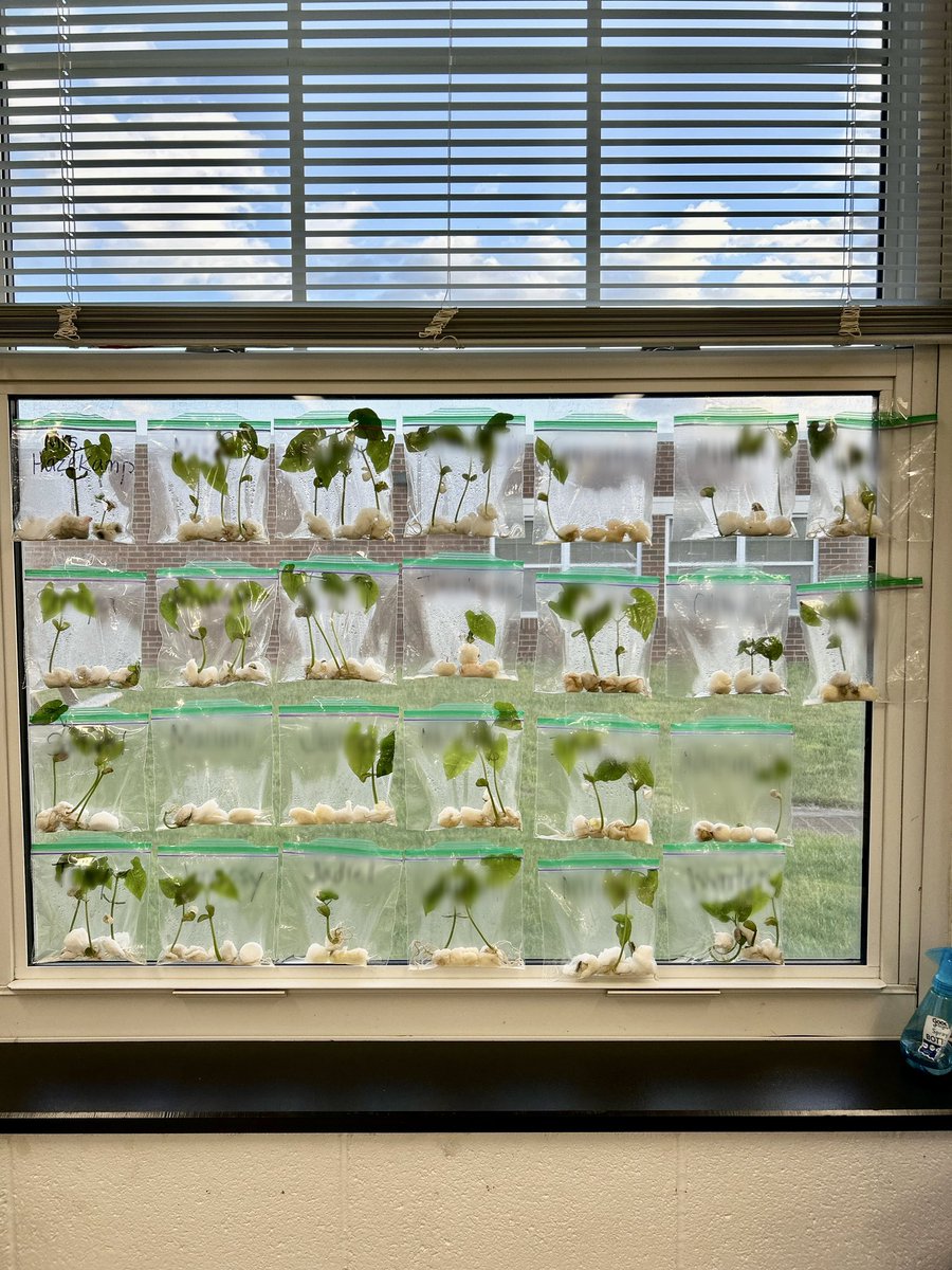 Our Lima Bean seeds are GROWING! 🌱 #greenthumb #2ndgrade #plantlifecycle