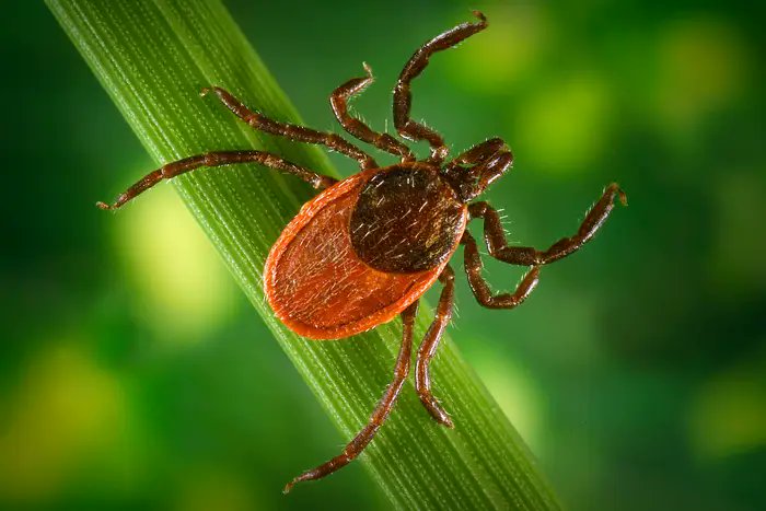 NEW GUIDANCE: Outdoorsy NYers should check themselves every 15 minutes for ticks. buff.ly/3V1Lysi  #Powassanvirus #tickbornedisease #NYstate #hikers #outdooradventures #tickcheck
