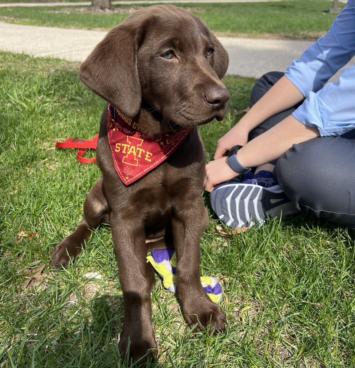 Sweet Georgia is 10.5 weeks old and weighs 21.4lbs. She is perfect in every way.