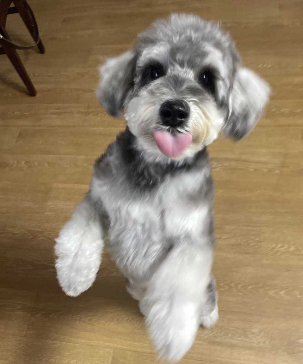 トリミングしてふわふわ☁️