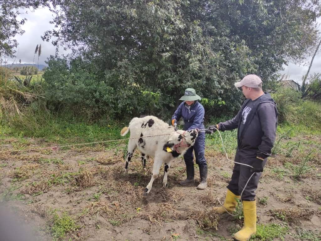 Agricultura_CZ3's tweet photo. 📌 #Tungurahua | Técnicos del proyecto #PIATER en el cantón  #Quero, suministraron vitaminas y desparasitantes a los bovinos del sector para mejorar el rendimiento de producción del ganado. 🐄
#JuntosPorElAgro https://t.co/xLweBmvdgA